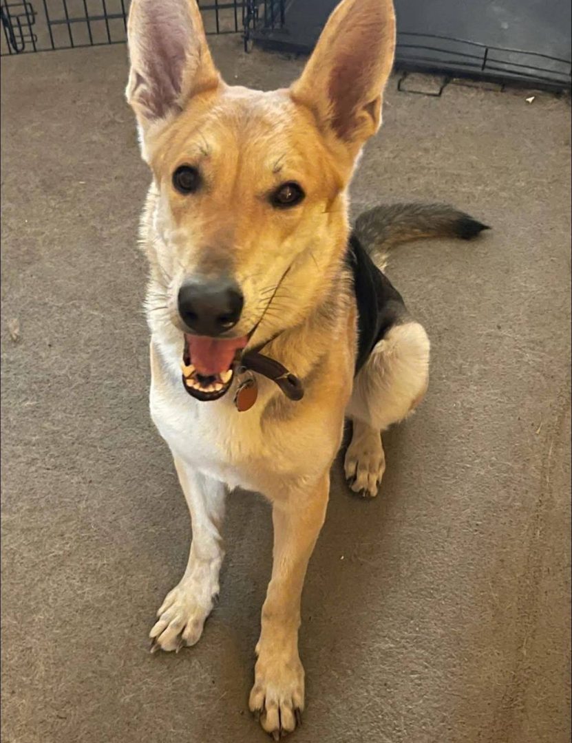Beautiful LADY – Courtesy Post – NEEDS FOSTER ASAP