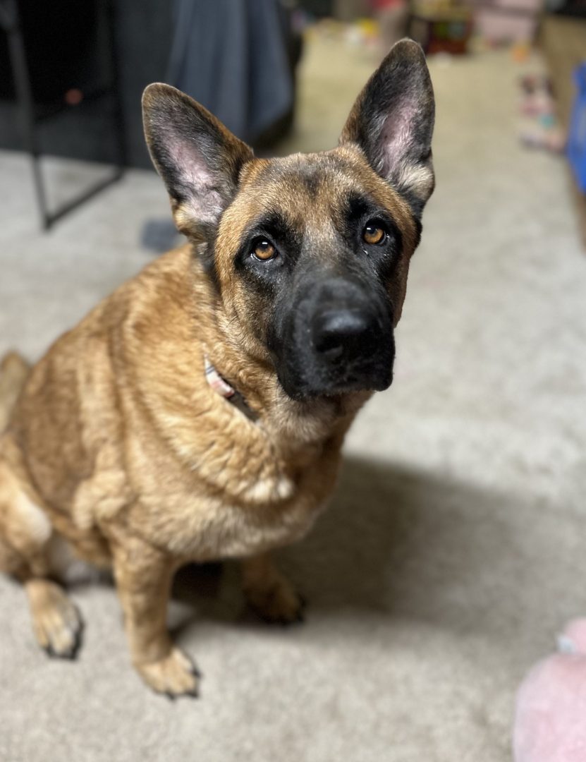 BAILEY GIRL!!