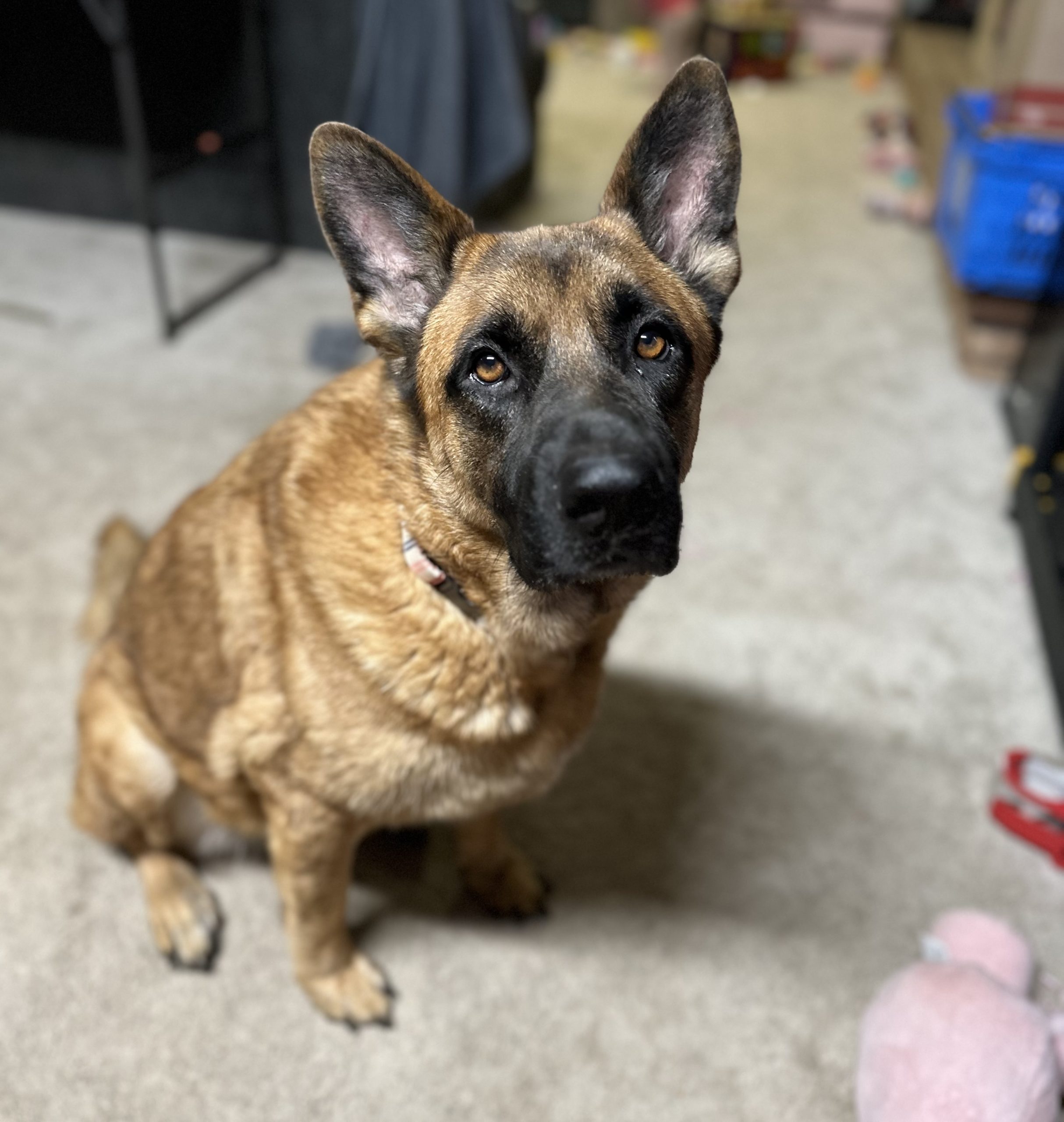 BAILEY GIRL!!